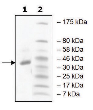 PRMT8 human recombinant, expressed in baculovirus infected Sf9 cells, &#8805;90% (SDS-PAGE)