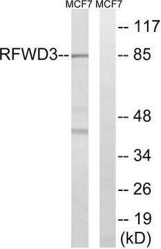 Anti-RFWD3 antibody produced in rabbit affinity isolated antibody