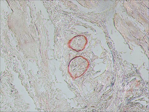 Monoclonal Anti-Nerve Growth Factor Receptor (NGFR p75) antibody produced in mouse clone ME20.4, ascites fluid