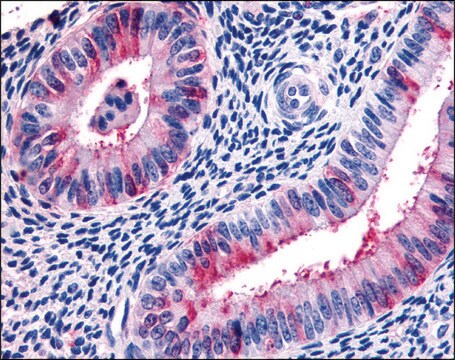 Anti-RXFP2 antibody produced in rabbit affinity isolated antibody