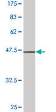 Monoclonal Anti-STMN1 antibody produced in mouse clone 3A9, ascites fluid