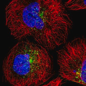 Anti-SNX17 antibody produced in rabbit Prestige Antibodies&#174; Powered by Atlas Antibodies, affinity isolated antibody, buffered aqueous glycerol solution