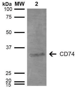 Monoclonal Anti-CD74-FITC antibody produced in mouse clone 3D7