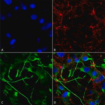 Monoclonal Anti-Vglut2 - PerCP antibody produced in mouse clone S29-29, purified immunoglobulin