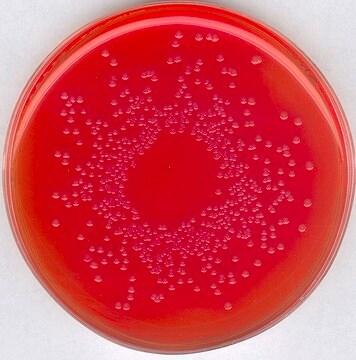 GranuCult&#174; prime Brilliant-green Phenol-red Lactose Sucrose agar referenced to ISO 6579, Brilliant Green Phenol Red Lactose Sucrose Agar