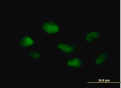 Anti-PSMB3 antibody produced in mouse IgG fraction of antiserum, buffered aqueous solution