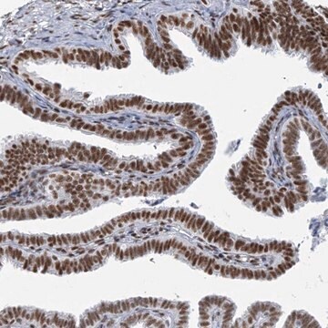 Anti-SARNP antibody produced in rabbit Prestige Antibodies&#174; Powered by Atlas Antibodies, affinity isolated antibody, buffered aqueous glycerol solution