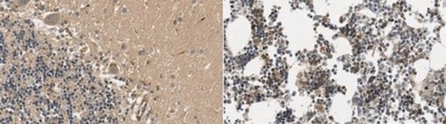 Anti-TREM-2 from rabbit, purified by affinity chromatography