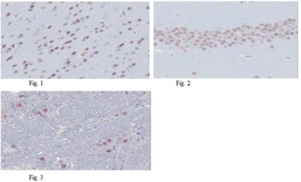 Anti-MyT1L Antibody, clone 20B4.1 clone 20B4.1, from mouse