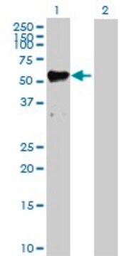 Anti-MMP12 antibody produced in rabbit purified immunoglobulin, buffered aqueous solution