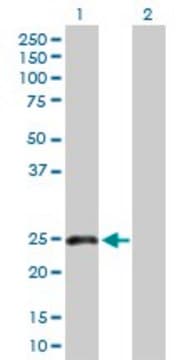 Anti-CLEC1B antibody produced in rabbit purified immunoglobulin, buffered aqueous solution