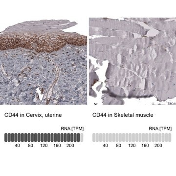 Anti-CD44 antibody produced in mouse Prestige Antibodies&#174; Powered by Atlas Antibodies, clone CL13324, purified by using Protein A, buffered aqueous glycerol solution