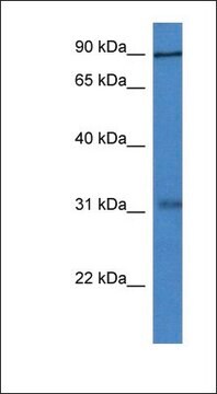 Anti-MID2 antibody produced in rabbit affinity isolated antibody