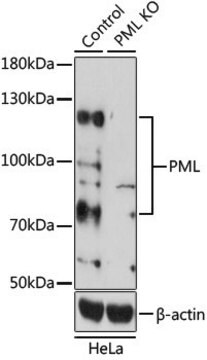 Anti-PML antibody produced in rabbit