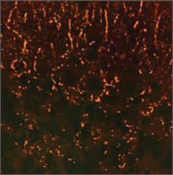 Anti-SYP antibody produced in rabbit affinity isolated antibody