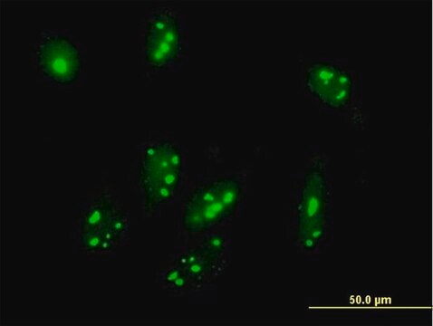 Anti-C1orf87 antibody produced in mouse IgG fraction of antiserum, buffered aqueous solution