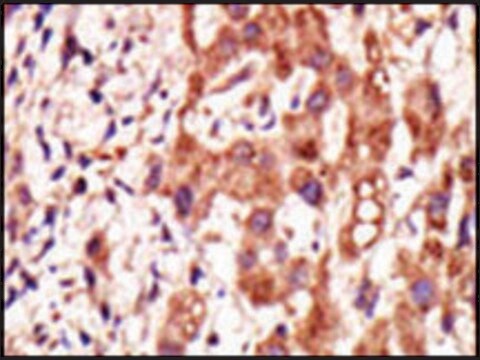 Anti-GCNT1 (C-term) antibody produced in rabbit IgG fraction of antiserum, buffered aqueous solution