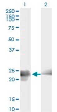 Monoclonal Anti-BIN3 antibody produced in mouse clone 3G3, ascites fluid, solution