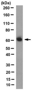 Anti-Atlastin-1 Antibody, clone 3194 clone 3194, from mouse