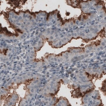 Monoclonal Anti-MUC16 antibody produced in mouse Prestige Antibodies&#174; Powered by Atlas Antibodies, clone CL2783, purified immunoglobulin