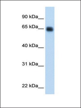 Anti-KNG1 antibody produced in rabbit affinity isolated antibody