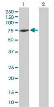 Anti-COIL antibody produced in rabbit purified immunoglobulin, buffered aqueous solution