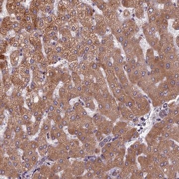 Anti-FADS1 antibody produced in rabbit Prestige Antibodies&#174; Powered by Atlas Antibodies, affinity isolated antibody, buffered aqueous glycerol solution