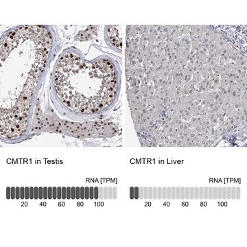 Anti-CMTR1 antibody produced in rabbit Prestige Antibodies&#174; Powered by Atlas Antibodies, affinity isolated antibody, buffered aqueous glycerol solution