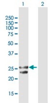 Anti-TFAM antibody produced in rabbit purified immunoglobulin, buffered aqueous solution