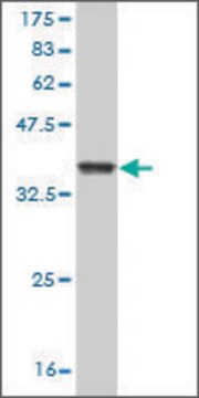 Monoclonal Anti-GZMM antibody produced in mouse clone 4D11, purified immunoglobulin, buffered aqueous solution