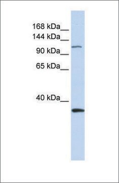 Anti-MCM2 antibody produced in rabbit affinity isolated antibody