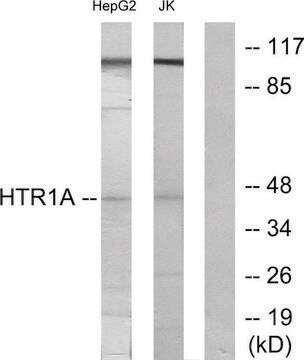 Anti-5-HT-1A antibody produced in rabbit affinity isolated antibody