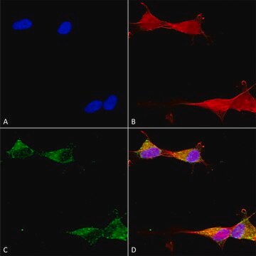 Monoclonal Anti-Ankyrin R-Horseradish Peroxidase antibody produced in mouse clone S388A-10