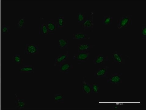 ANTI-HMX2 antibody produced in mouse clone 2D2, purified immunoglobulin, buffered aqueous solution