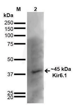 Monoclonal Anti-Kir6.1-PerCP antibody produced in mouse clone S366-60