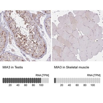 Anti-MIA3 antibody produced in rabbit Prestige Antibodies&#174; Powered by Atlas Antibodies, affinity isolated antibody, buffered aqueous glycerol solution