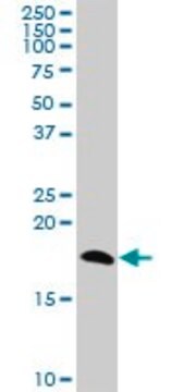 Anti-NPC2 antibody produced in mouse purified immunoglobulin, buffered aqueous solution