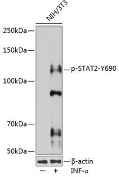 Anti-Phospho-STAT2-Y690 antibody produced in rabbit