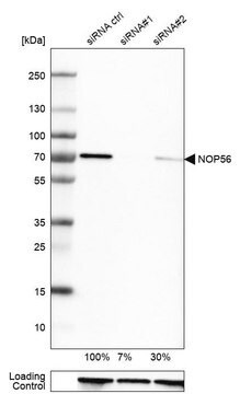 Anti-NOP56 antibody produced in rabbit Prestige Antibodies&#174; Powered by Atlas Antibodies, affinity isolated antibody, buffered aqueous glycerol solution