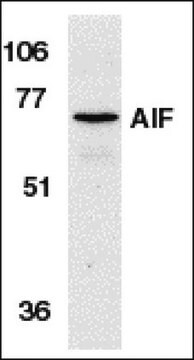 Anti-AIF Antibody, NT Chemicon&#174;, from rabbit