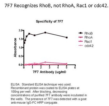 Anti-RhoB Antibody, clone 7F7 clone 7F7, from mouse