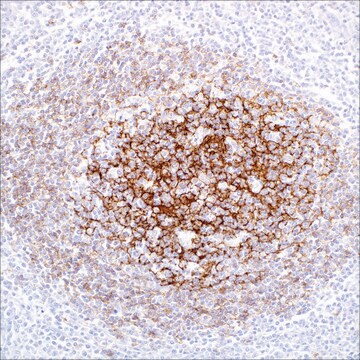 CD23 (SP23) Rabbit Monoclonal Antibody