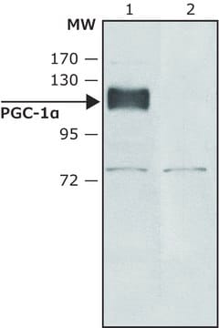 Anti-PGC-1&#945;(N-terminal) antibody produced in rabbit ~1.0&#160;mg/mL, affinity isolated antibody