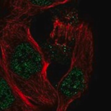 Anti-IL33 antibody produced in rabbit Prestige Antibodies&#174; Powered by Atlas Antibodies, affinity isolated antibody, buffered aqueous glycerol solution