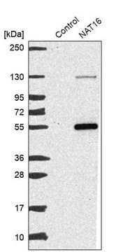 Anti-NAT16 antibody produced in rabbit Prestige Antibodies&#174; Powered by Atlas Antibodies, affinity isolated antibody, buffered aqueous glycerol solution