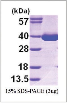 MDH1 human recombinant, expressed in E. coli, &#8805;95% (SDS-PAGE)