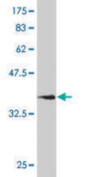 Monoclonal Anti-NCAM1 antibody produced in mouse clone 3G12, purified immunoglobulin, buffered aqueous solution