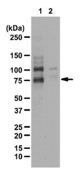 Anti-phospho-WAVE2 (Ser343) Antibody from rabbit, purified by affinity chromatography