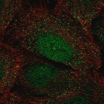 Anti-HOXA2 antibody produced in rabbit Prestige Antibodies&#174; Powered by Atlas Antibodies, affinity isolated antibody