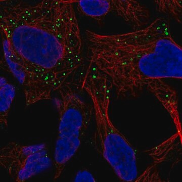 Anti-GABARAPL1 antibody produced in rabbit Prestige Antibodies&#174; Powered by Atlas Antibodies, affinity isolated antibody